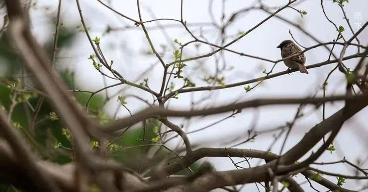 雨水||丝丝春雨润万物，杯杯美酒暖人心